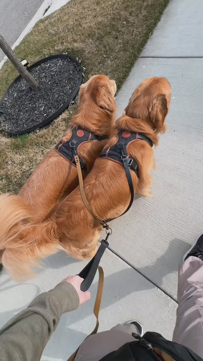 Double Dog Leash Attachment